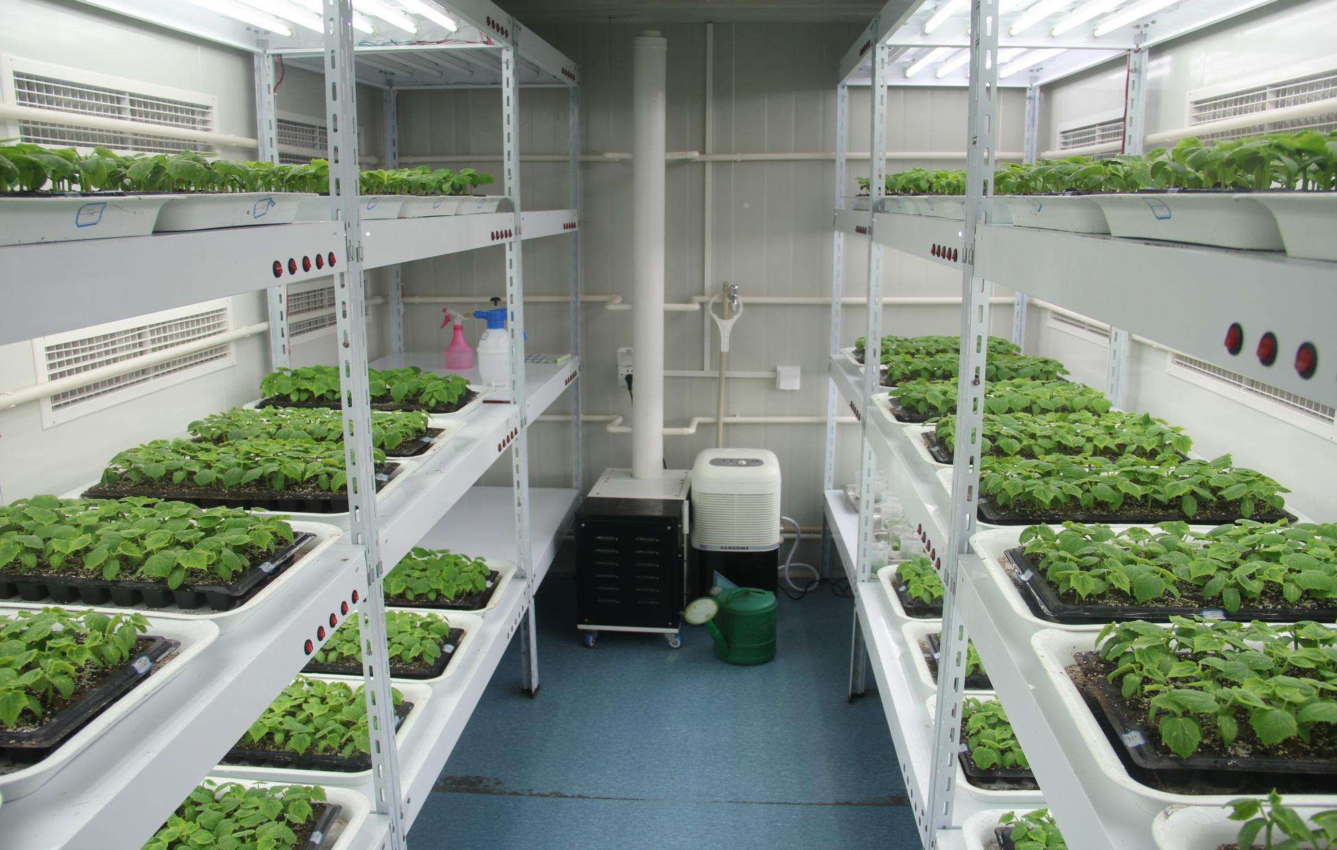 人工智能氣候室驗證水稻